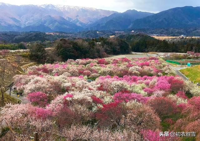 黄庭坚一首小词写春游，五种绿色一抹轻红，春是青春！