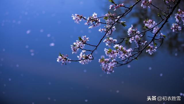 樱花与梅花：春风才起雪吹香