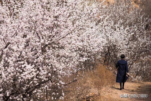 河北最美的4个赏花地，2000亩花海姹紫嫣红，犹如一场诗意的梦