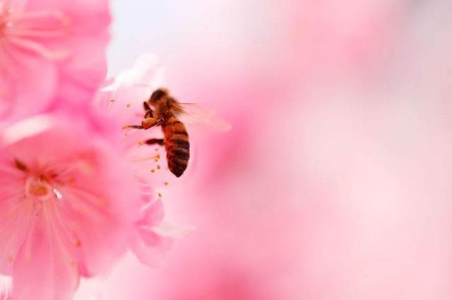 「诗词鉴赏」春天诗词里的蜜蜂，让你感受春天的美好-爱读书