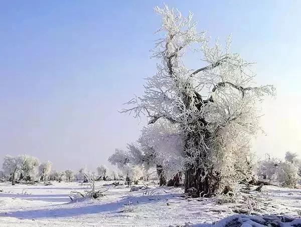 新疆罕见的霜降胡杨！太美啦