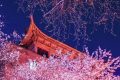 阳春三月：武汉樱花开了，我想去看看！