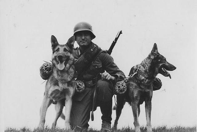 能打坦克能运送物资，还被当作战俘营里的凶狠看守，二战德军军犬