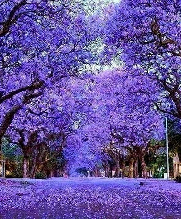 南非比勒陀利亚世界最美的 蓝花楹唯美梦境