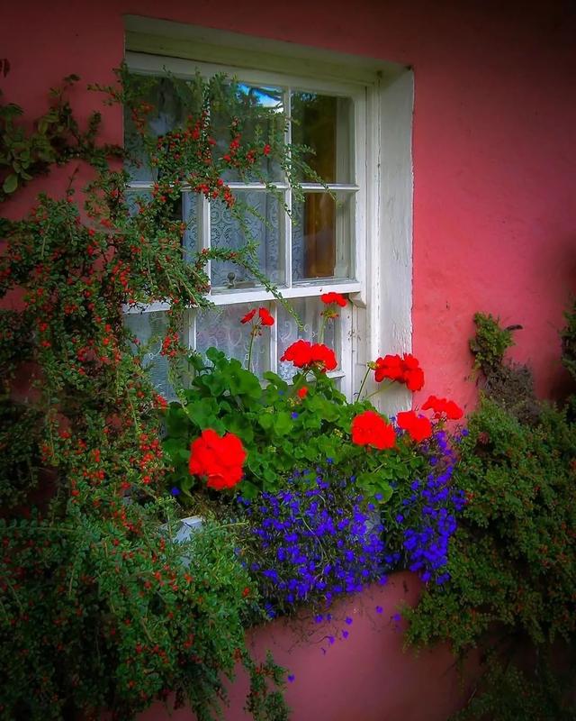 被忽略的窗台，种满鲜花，真的太美了