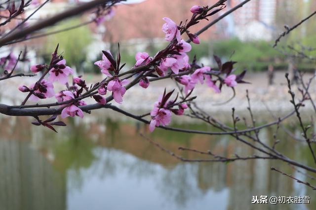 春日武汉：一江春水绿如染，十里桃花待归人