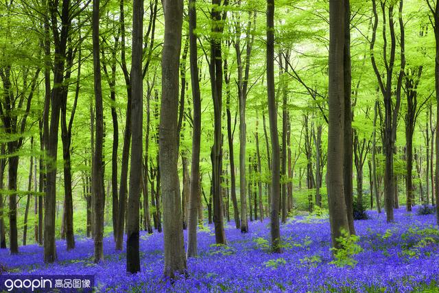 春天的蓝铃森林，一到花开的季节，成片的蓝色足以倾倒众生