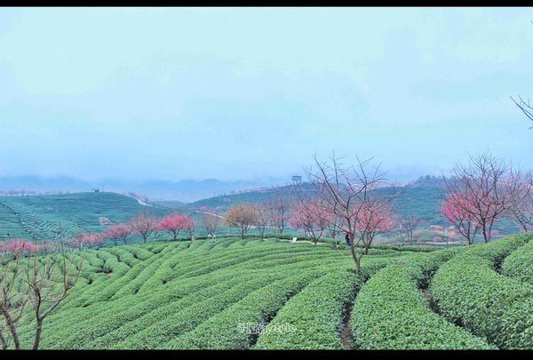 福建的小庐山，樱花开到漫山遍野，被誉为中国最美樱花圣地