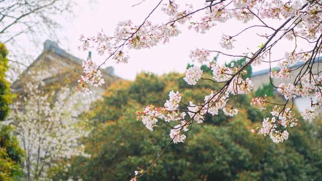 武大樱花，到底有多美？