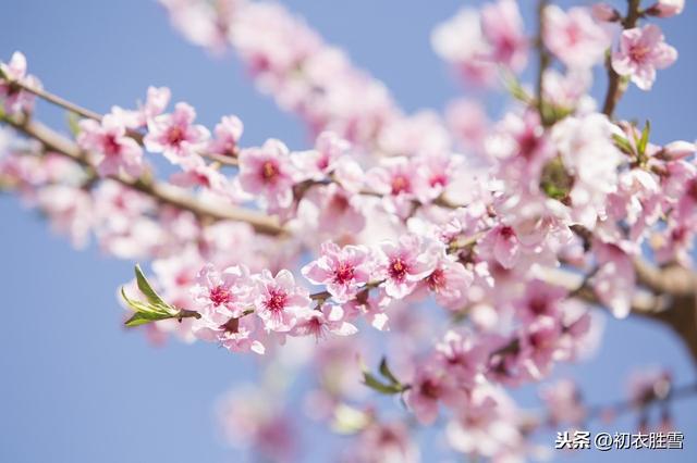 春诗丽句说桃花：帘外桃花帘内人，人与桃花隔不远