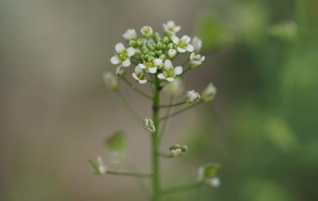 「诗词鉴赏」古诗词里的荠菜花，虽普通但不平凡，正如普通的我们