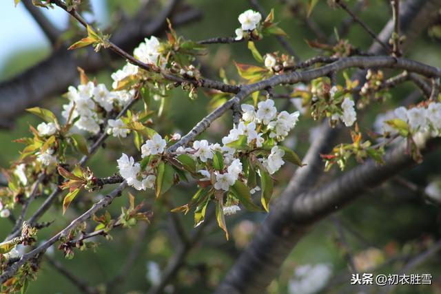 二十四番花信风：野花开到白棠梨，可以吃的哦