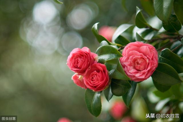 三春名花说茶花：海榴开似火，先解报春风