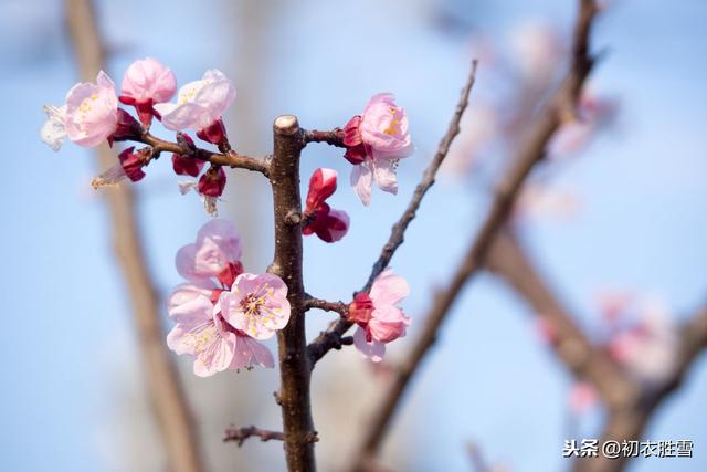 惊蛰节气读诗：轻雷隐隐初惊蛰，画楼人立杏花缺