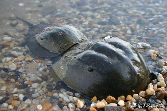 它曾与恐龙，经历了三次生物大灭绝都没有灭绝，如今却被用来喂鸡