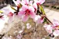 6首令人心旷神怡的唯美桃花诗，把人间三月变成了最美的春天