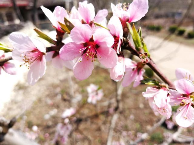 6首令人心旷神怡的唯美桃花诗 把人间三月变成了最美的春天 爱读书