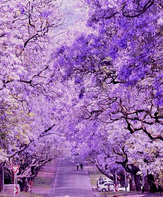 南非比勒陀利亚世界最美的 蓝花楹唯美梦境