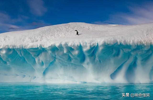 南极血红一片，30万动物死去，一场危及75亿人的灾难正在发生
