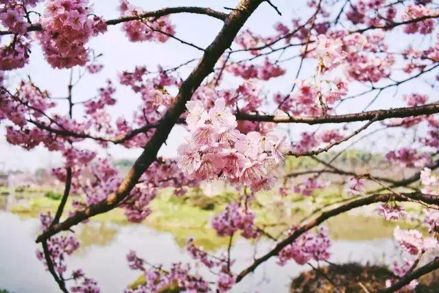 一场春的旅行，“花开成海”