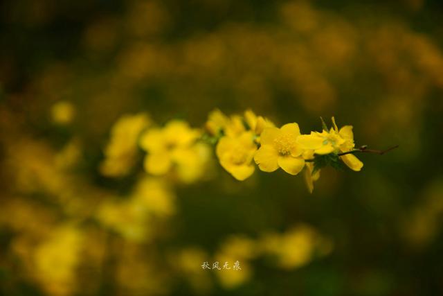 海棠粉、桃花红，沉浸在春花烂漫的古都里 ，与百花共舞