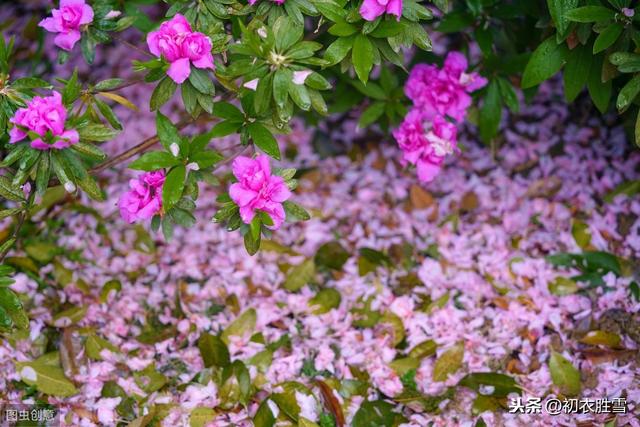 春深名句说落花：一夜风雨声，花落知多少