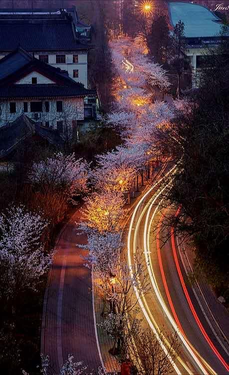 春若来，你若在，鸡鸣寺樱花久违了