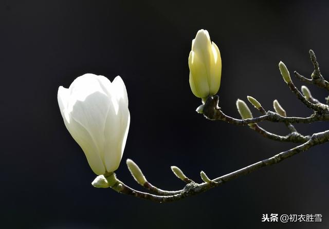 初春读诗：帘外辛夷定已开，开时莫放艳阳回，辛夷是什么花？