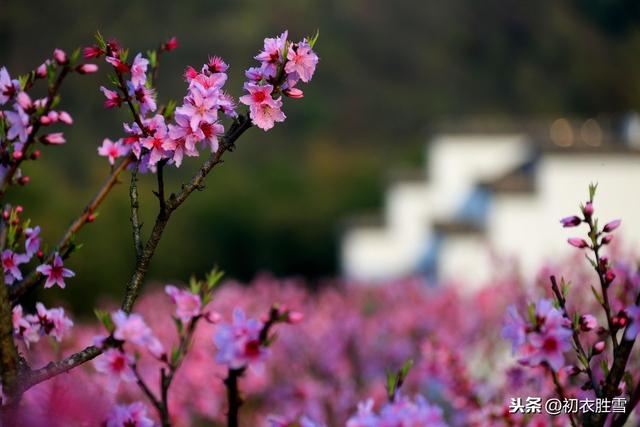 辛弃疾的这首词才有意思，桃李漫山过眼空，他写的是什么？