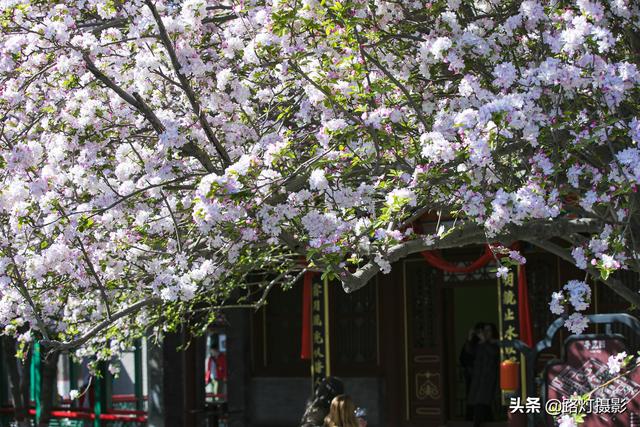 河北最美的4个赏花地，2000亩花海姹紫嫣红，犹如一场诗意的梦