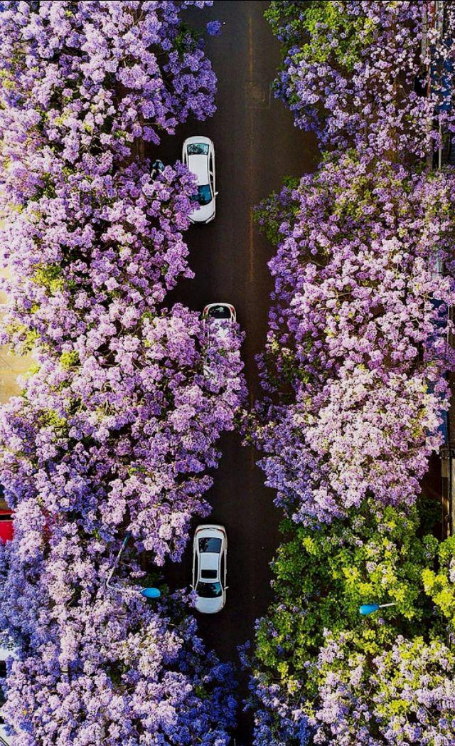 蓝花楹盛放——昆明归来不看花