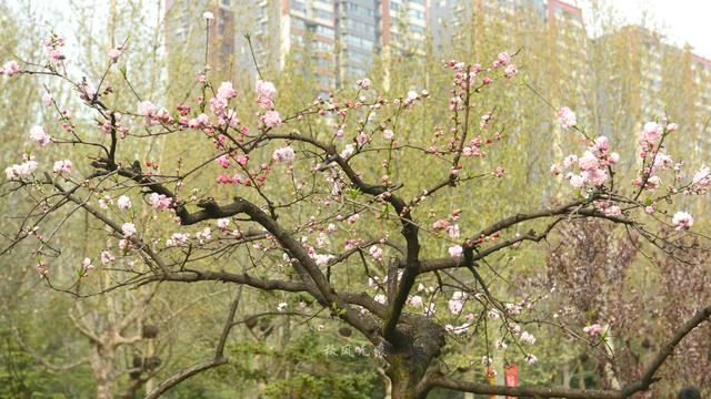 海棠粉、桃花红，沉浸在春花烂漫的古都里 ，与百花共舞