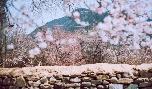 一场春的旅行，“花开成海”