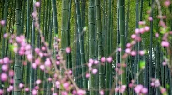 一场春的旅行，“花开成海”