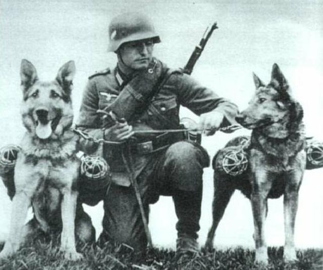 能打坦克能运送物资，还被当作战俘营里的凶狠看守，二战德军军犬