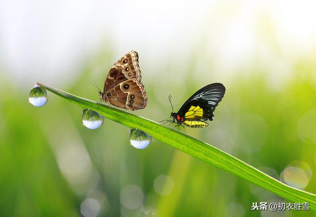 最美的《青青河畔草》，不是古诗19首中的，你看一眼就会喜欢