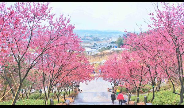 福建的小庐山，樱花开到漫山遍野，被誉为中国最美樱花圣地
