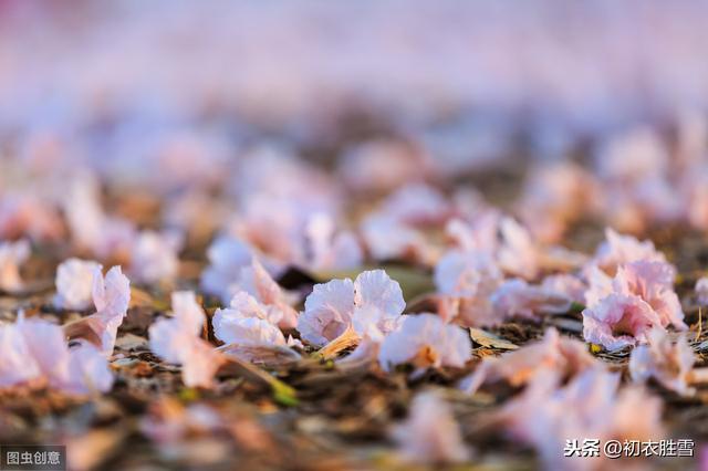 春深名句说落花：一夜风雨声，花落知多少