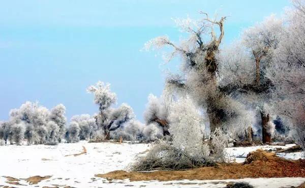 新疆罕见的霜降胡杨！太美啦