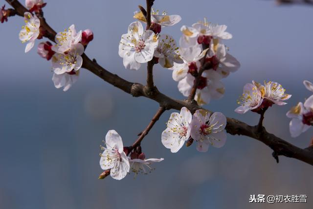 不可辜负的美景与唐诗：杏花时节在江南