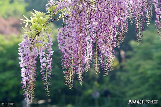 诗词故事：紫藤花下渐黄昏，白居易和母亲难以尽诉的家庭关系