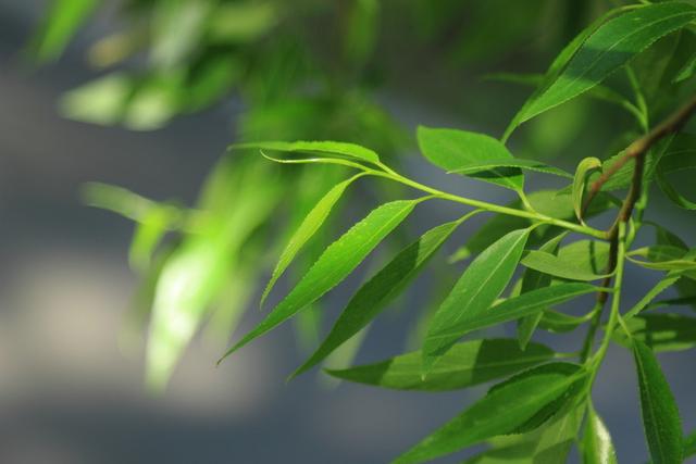 从这十首古诗词中的柳树，感受春天的气息