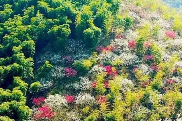 一场春的旅行，“花开成海”