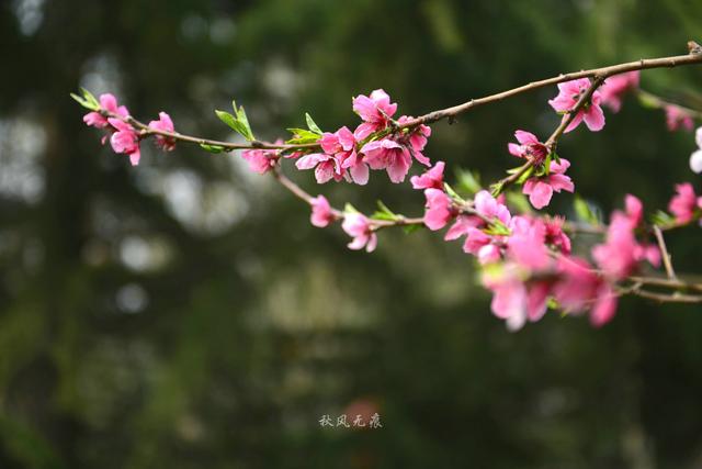 海棠粉、桃花红，沉浸在春花烂漫的古都里 ，与百花共舞