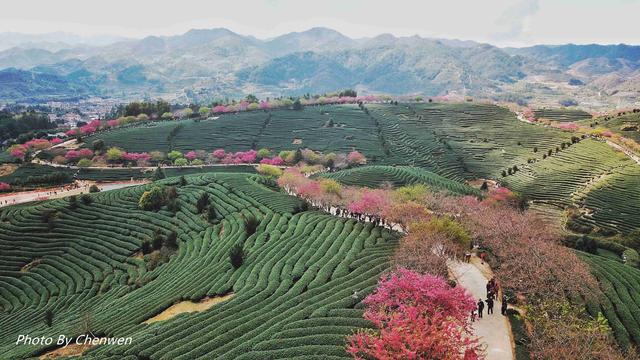 福建的小庐山，樱花开到漫山遍野，被誉为中国最美樱花圣地