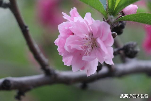 最美最仙碧桃花：灵风正满碧桃枝