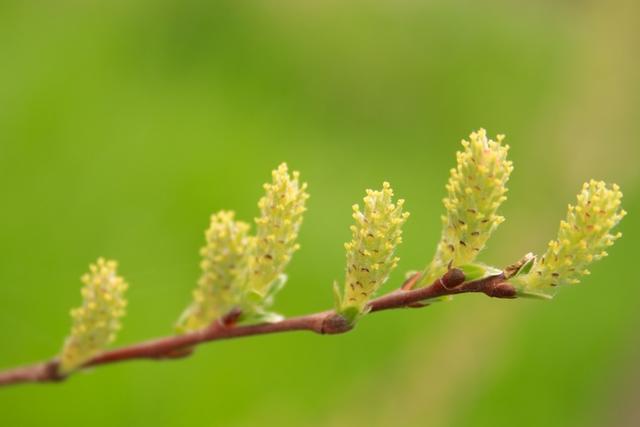从这十首古诗词中的柳树，感受春天的气息