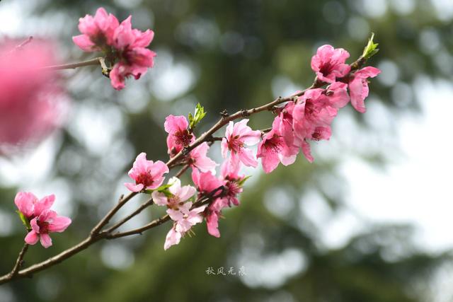 海棠粉、桃花红，沉浸在春花烂漫的古都里 ，与百花共舞