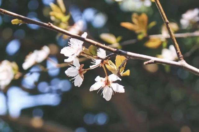 诗词丨春已来，花已开，万物可期