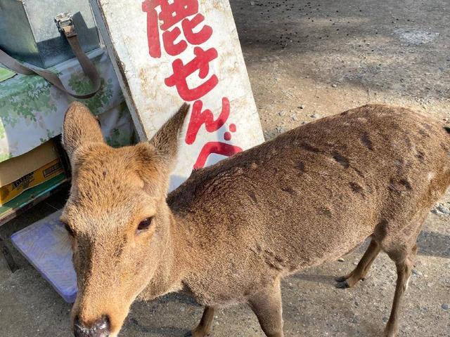 日本旅游不可错过的景点，奈良公园，一个可以被小鹿给萌化的地方